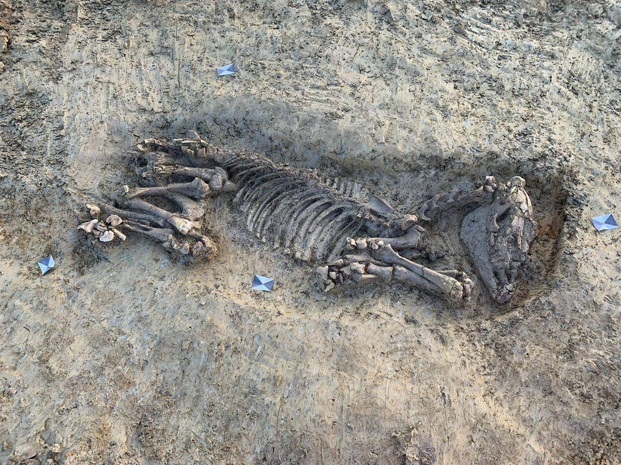 Archaeological artifact - Horse